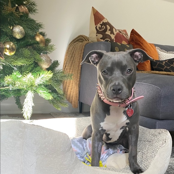 Meet your Posher, Crystal - Picture 1 of 1